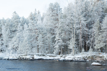 Frosty and snowy winter forest near lake