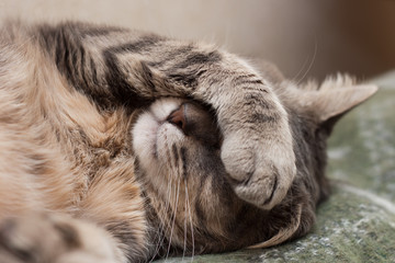 sleeping cat - Powered by Adobe