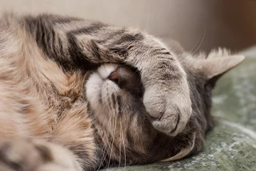 Crédence de cuisine en verre imprimé Chat chat endormi