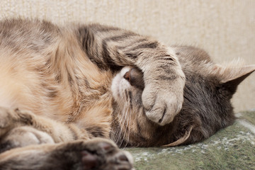 Fototapeta premium śpiący kot