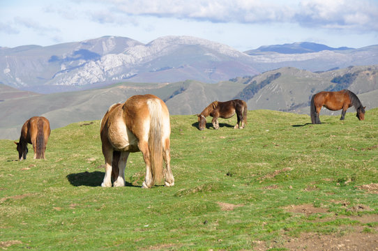 Group of horses grazing at green pasture, Pyrenees
