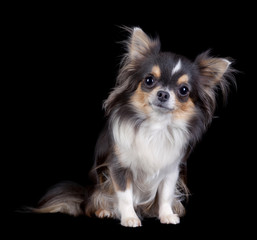 Chihuahua dog isolated on black background