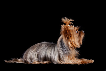 Yorkshire Terrier isolated on black background