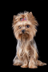 Yorkshire Terrier isolated on black background