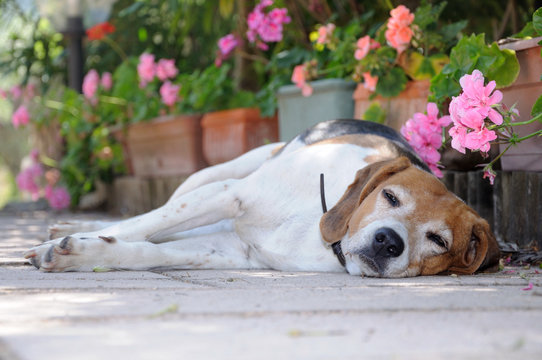 cane in cortile