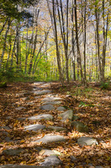 Catskills Path