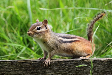 Chipmunk perched on a wooden fence.
