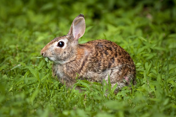 Wild eastern brown rabbit eating in green grass