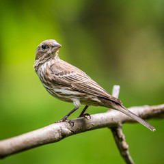 Adult female house finch perched on a branch