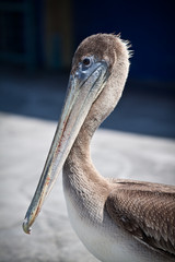 Profile of an American pelican