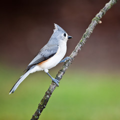 Tufted Titmouse perched on a branch