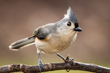 Fototapeta premium Tufted titmouse perched on a branch