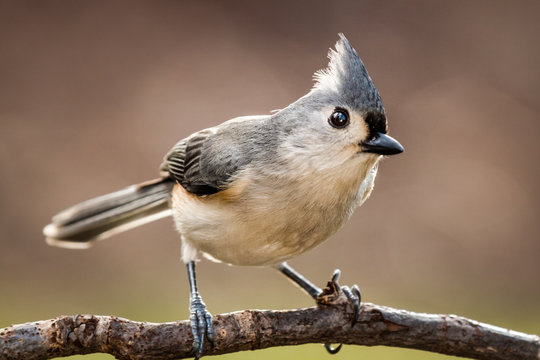 Titmouse Images – Browse 157,574 Stock Photos, Vectors, and Video | Adobe  Stock