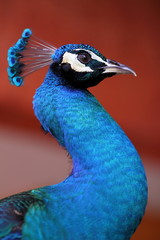 Peacock profile with a long S-shaped neck