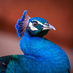 Iridescent peacock portrait