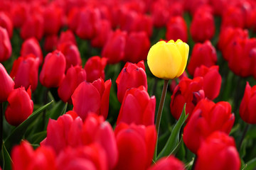 Single yellow tulip in a field of red tulips