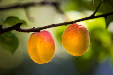 Two natural ripe apricots grow on a branch