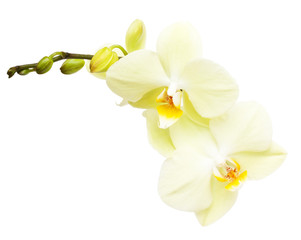 Naklejka na ściany i meble Orchid flower branch isolated on white background