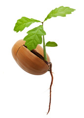 Oak tree from acorn with root isolated on a white background