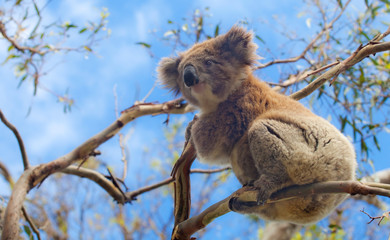 Koala in Great Ocean Road, Victoria, Australia