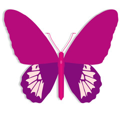Pink butterfly