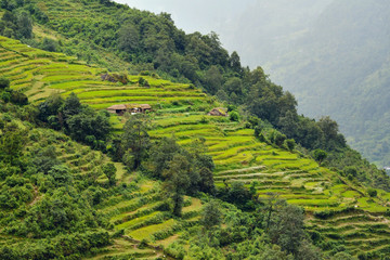 Rice field in Nepal