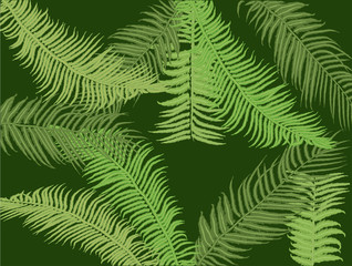 dark green fern background