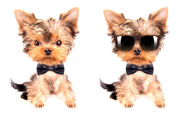 dog wearing a neck bow and shades