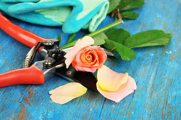Garden secateurs and rose on wooden table close-up