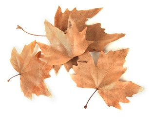 Dry maple leaves isolated on white