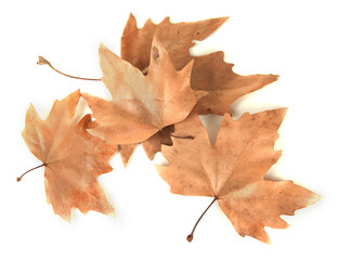 Fototapeta premium Dry maple leaves isolated on white