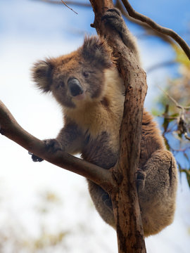 Koala in Great Ocean Road, Victoria, Australia