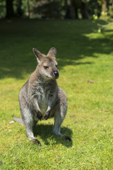 Naklejka na ściany i meble Wallaby (słowo Aborygenów pochodzenia) jest mały kangur