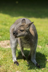 Le wallaby (mot d'origine aborigène) est un kangourou de petite