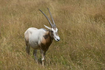 Naklejka na ściany i meble Oryks (Oryx dammah), czasami nazywany Oryx Libii, ORY