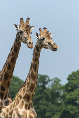  girafe (Giraffa camelopardalis)