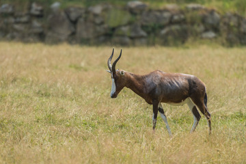 Damalisque (antilope)