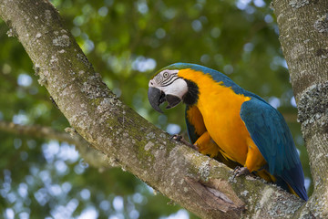 L'Ara bleu (Ara ararauna), encore appelé Ara bleu et jaune ou A