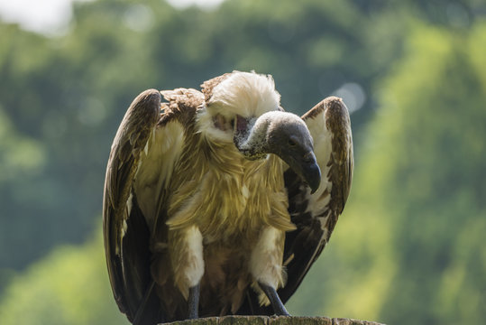 Vautour charognard