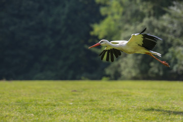 cigogne blanche en vol