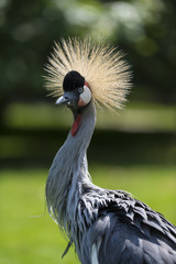 Grue couronn&eacute;e - Balearica pavonina - Black Crowned Crane