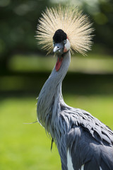 Grue couronnée - Balearica pavonina - Black Crowned Crane