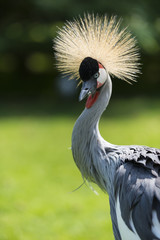 Fototapeta premium Grue couronnée - Balearica pavonina - Black Crowned Crane