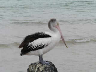 An Australian Pelican with a pink bill