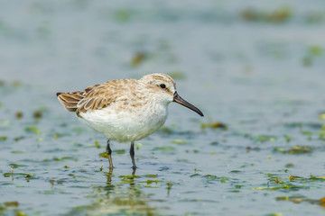 Broad-billed Sandpiper(Limicola falcinellus) finding some food