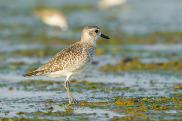 Grey Plover(Pluvialis squatarola) in nature of Thailand