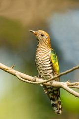The portrait of Female Asian Emerald Cuckoo