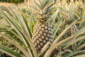 Obraz premium pineapple