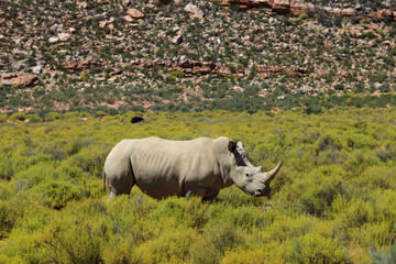 Rhinoceros in Kruger National Park, South Africa.