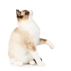 Snowshoe cat with a raised paw isolated on white